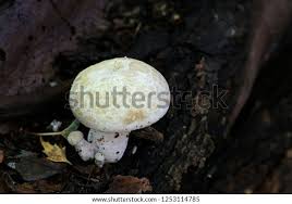 Attēlu rezultāti vaicājumam “Hypsizygus ulmarius”