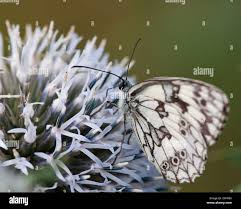 Image result for Blaudistel