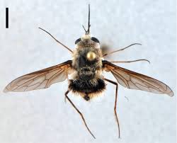 Attēlu rezultāti vaicājumam “Bombyliidae”
