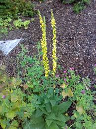 Image result for Verbascum nigrum