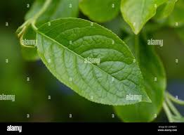 Attēlu rezultāti vaicājumam “Euonymus europaeus leaf”