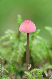 Attēlu rezultāti vaicājumam “Mycena rosella”