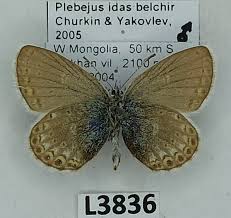 Attēlu rezultāti vaicājumam “Plebejus idas”