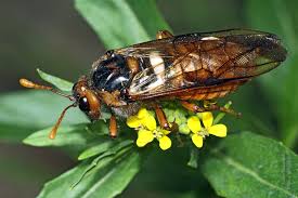 Attēlu rezultāti vaicājumam “Cimbex femoratus imago”