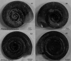 Attēlu rezultāti vaicājumam “Planorbis planorbis”