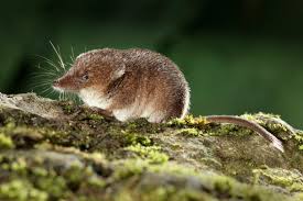 Attēlu rezultāti vaicājumam “Sorex sp.”