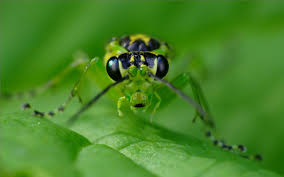 Attēlu rezultāti vaicājumam “Rhogogaster viridis”