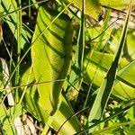 Attēlu rezultāti vaicājumam “Swertia perennis leaf”