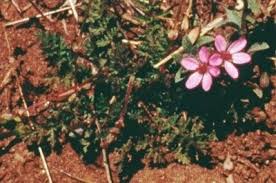 Attēlu rezultāti vaicājumam “Erodium cicutarium flower”