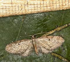 Attēlu rezultāti vaicājumam “Eupithecia tenuiata”