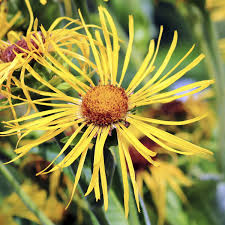 Image result for Inula helenium