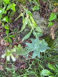 Attēlu rezultāti vaicājumam “Arabis glabra”