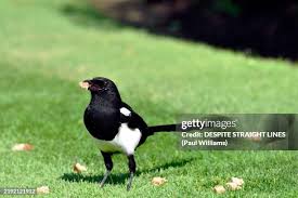 Attēlu rezultāti vaicājumam “Pica pica adult”