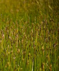 Attēlu rezultāti vaicājumam “Eleocharis palustris”