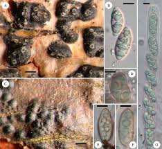 Attēlu rezultāti vaicājumam “Perichaena corticalis spores”