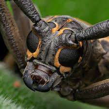 Attēlu rezultāti vaicājumam “Cerambycidae”