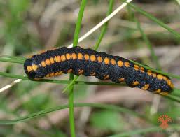 Attēlu rezultāti vaicājumam “Cucullia lucifuga”