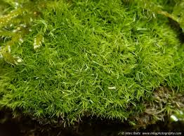 Attēlu rezultāti vaicājumam “Dicranum montanum”