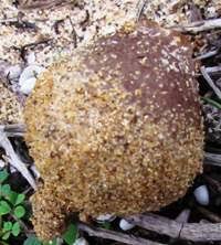 Attēlu rezultāti vaicājumam “Geopora arenicola”