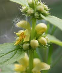 Attēlu rezultāti vaicājumam “Lamiastrum galeobdolon bud”