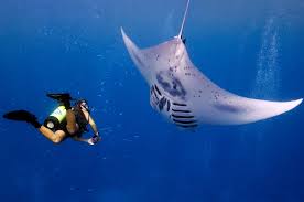 Image result for Manta Divers Sub-Aqua Club