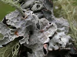 Attēlu rezultāti vaicājumam “Parmelia sulcata”