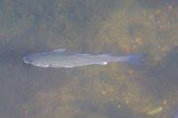 Image result for Chelon saliens