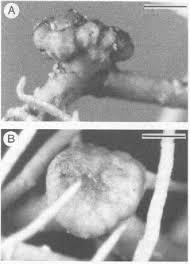 Attēlu rezultāti vaicājumam “Biatoropsis usnearum”