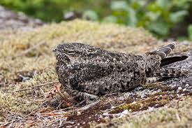 Image result for Chordeiles minor