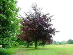 Attēlu rezultāti vaicājumam “Fagus sylvatica fo. purpurea leaf”