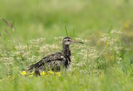 Image result for Numenius minutus