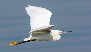 Image result for Egretta garzetta