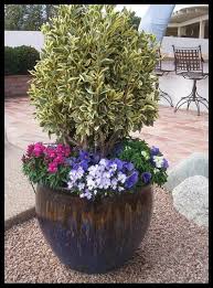 Attēlu rezultāti vaicājumam “Euonymus flower”