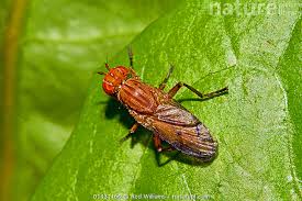 Attēlu rezultāti vaicājumam “Sciomyzidae”