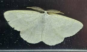 Attēlu rezultāti vaicājumam “Cabera exanthemata”