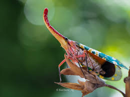 Attēlu rezultāti vaicājumam “Stemonitopsis typhina var. similis macro”