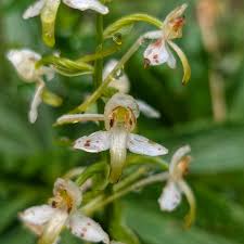 Attēlu rezultāti vaicājumam “Platanthera chlorantha flower”