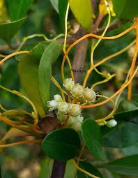 Attēlu rezultāti vaicājumam “Cuscuta europaea flower”