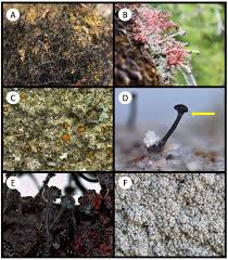 Attēlu rezultāti vaicājumam “Lecanactis abietina”