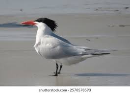 Attēlu rezultāti vaicājumam “Hydroprogne caspia”