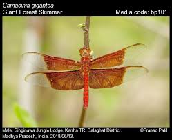 Attēlu rezultāti vaicājumam “Langermania gigantea”