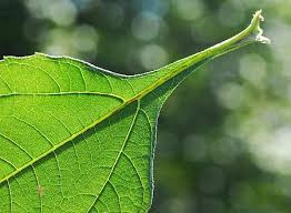 Attēlu rezultāti vaicājumam “Helianthus tuberosus leaf”