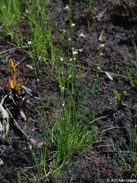 Attēlu rezultāti vaicājumam “Rhynchospora alba leaf”
