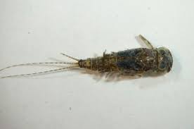 Attēlu rezultāti vaicājumam “Heptagenia sulphurea”