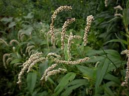 Attēlu rezultāti vaicājumam “Persicaria lapathifolia flower”