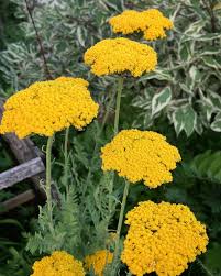 Attēlu rezultāti vaicājumam “Achillea millefolium flower”