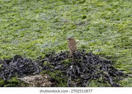Attēlu rezultāti vaicājumam “Anthus petrosus adult”