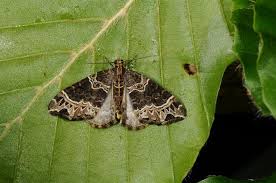 Attēlu rezultāti vaicājumam “Ecliptopera silaceata”