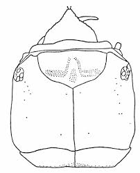 Attēlu rezultāti vaicājumam “Thecabius affinis imago”