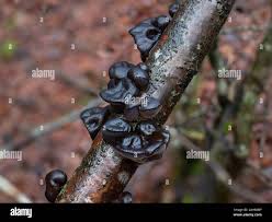 Attēlu rezultāti vaicājumam “Exidia glandulosa”